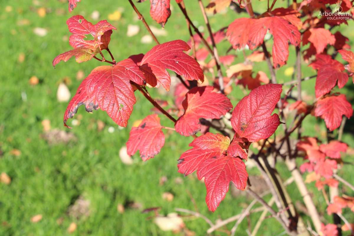 C-4-97_Viburnum opulus_v