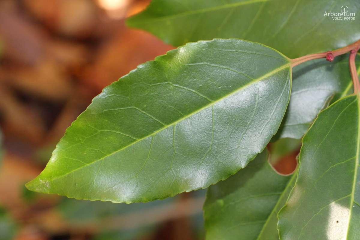 E-1-98_Prunus lusitanica_h22