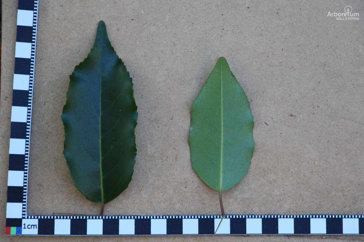 E-1-98_Prunus lusitanica_l5