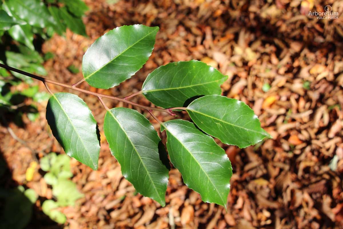 E-1-98_Prunus lusitanica_v22
