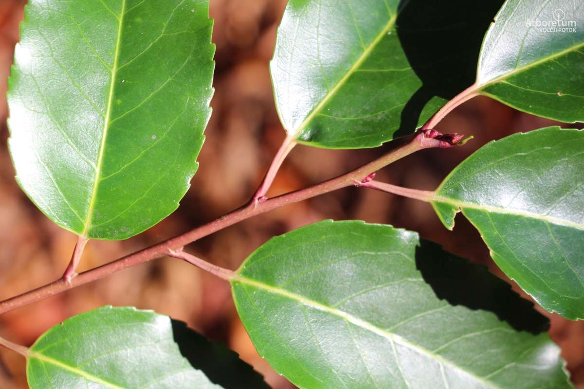 E-1-98_Prunus lusitanica_v23