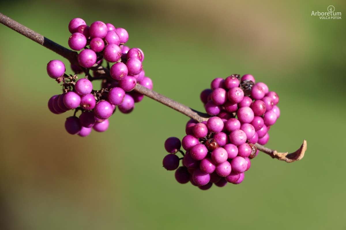 K-3-521_Callicarpa bodinieri var. giraldii ‘Profusion’_november_p11