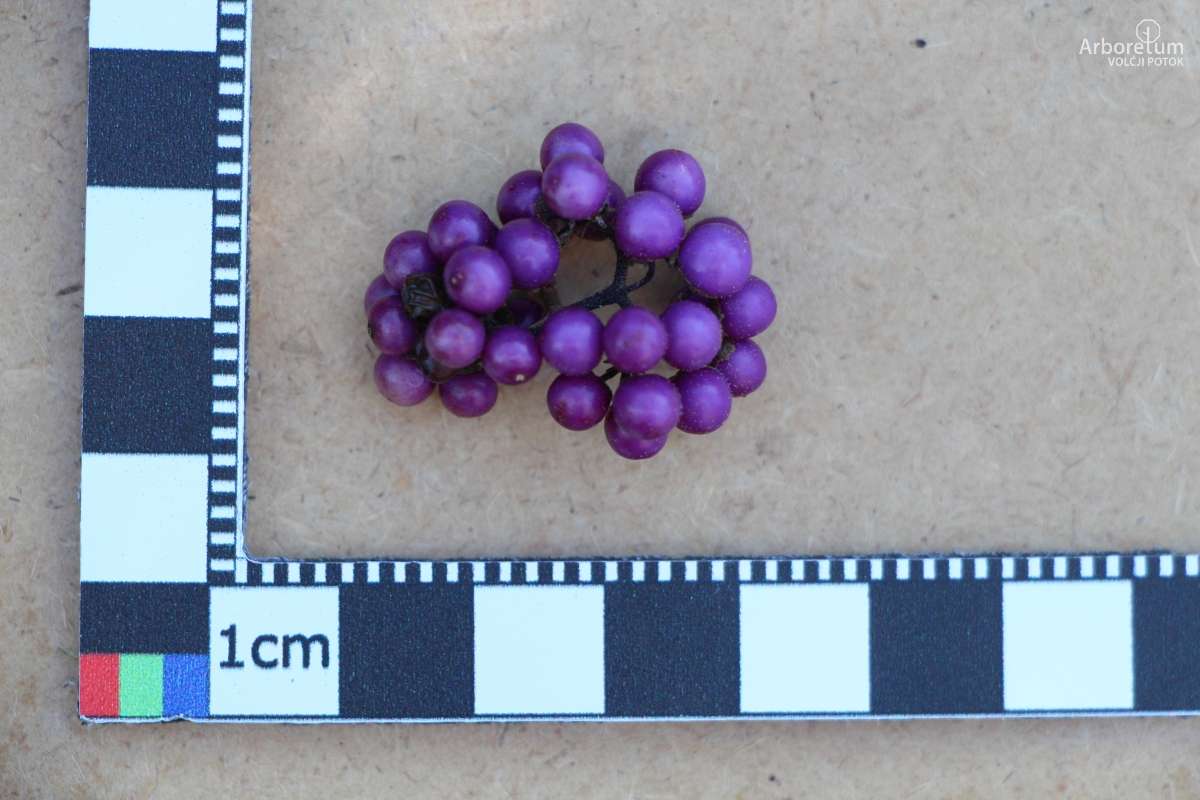 K-3-521_Callicarpa bodinieri var. giraldii ‘Profusion’_november_p12