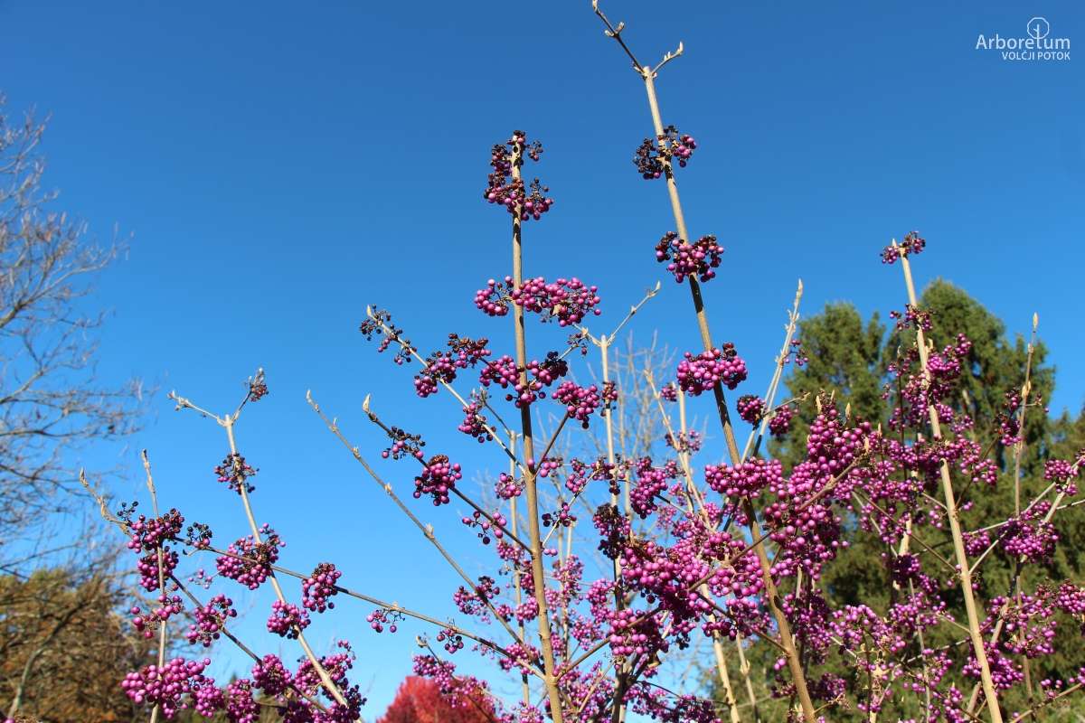 K-3-521_Callicarpa bodinieri var. giraldii ‘Profusion’_november_p13