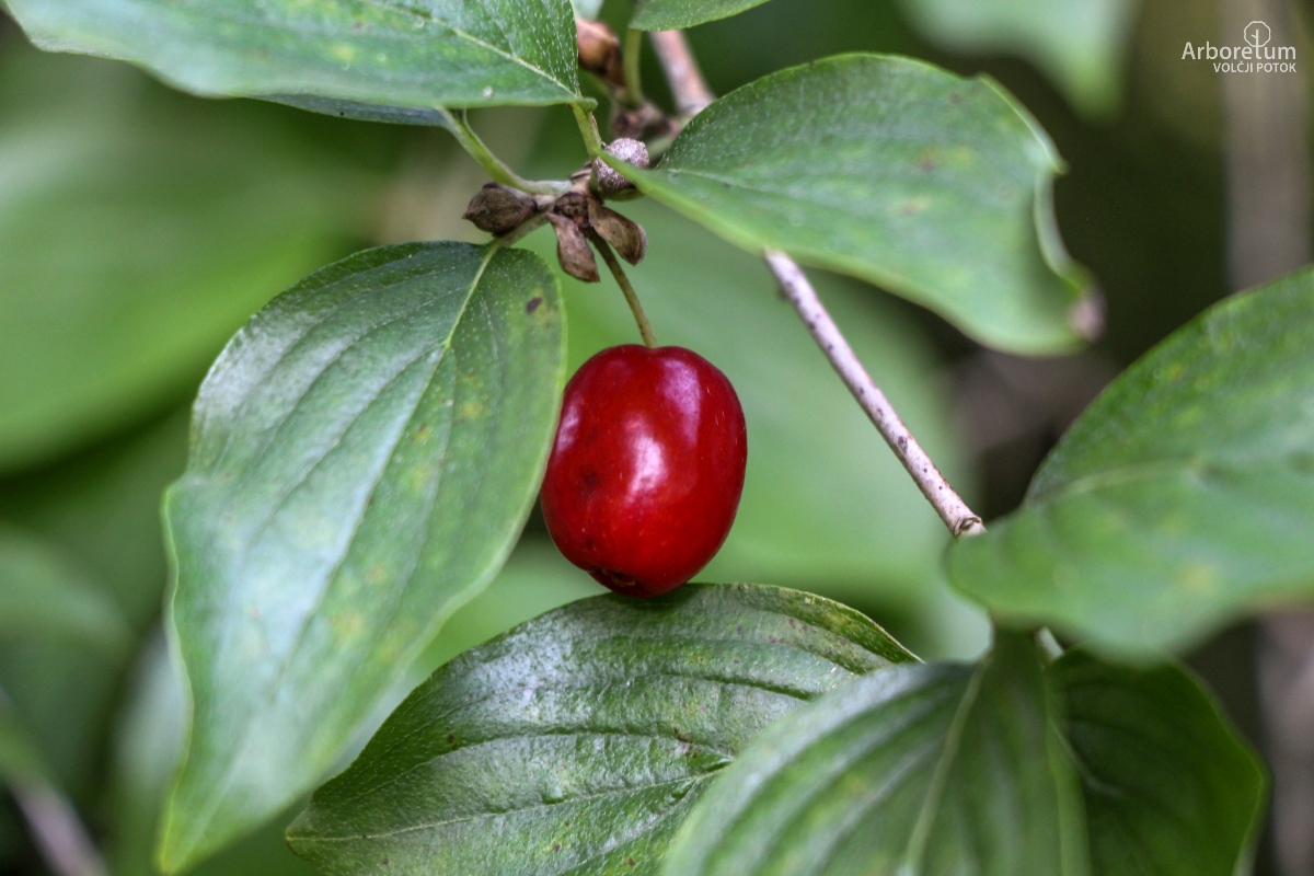 Domorodne okrasne rastline