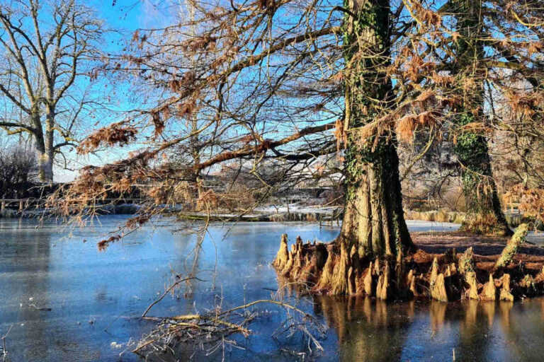 Zamrznjen ribnik z mogočnim drevesom ob bregu v Arboretumu Volčji Potok