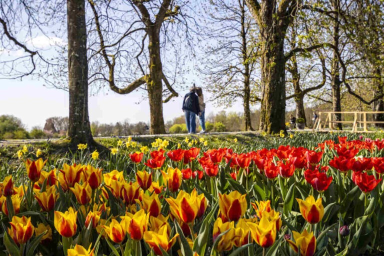 Sprehodi z Modro palico v Arboretumu Volčji Potok, sprehod po poti med cvetočimi tulipani in drevoredom