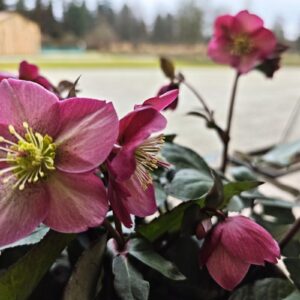 Bližnji posnetek cvetočih telohov s temno rožnatimi cvetnimi listi in izrazitimi rumenimi prašniki v sredini. V ozadju je zamegljen vrt z leseno hišico in gozdom.