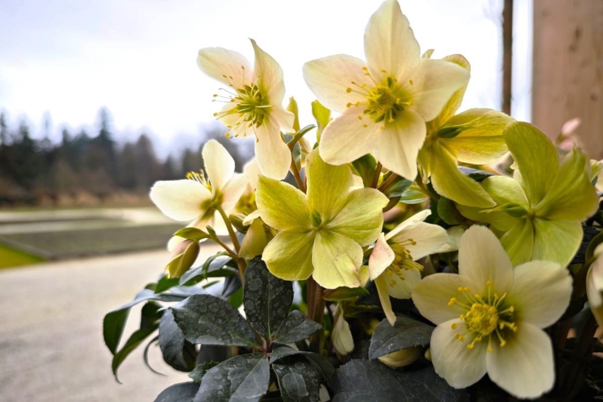 Bližnji posnetek cvetočih belih in svetlo rumenih telohov v parku pod oblačnim nebom.