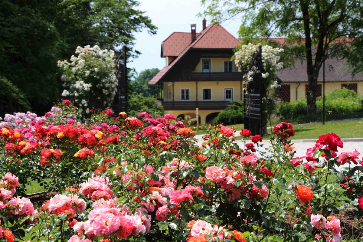 Colourful rose beds in bloom with the Arboretum main building and open garden gates in the background.