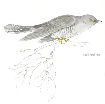 Kukavica Na sliki je ptica kukavica