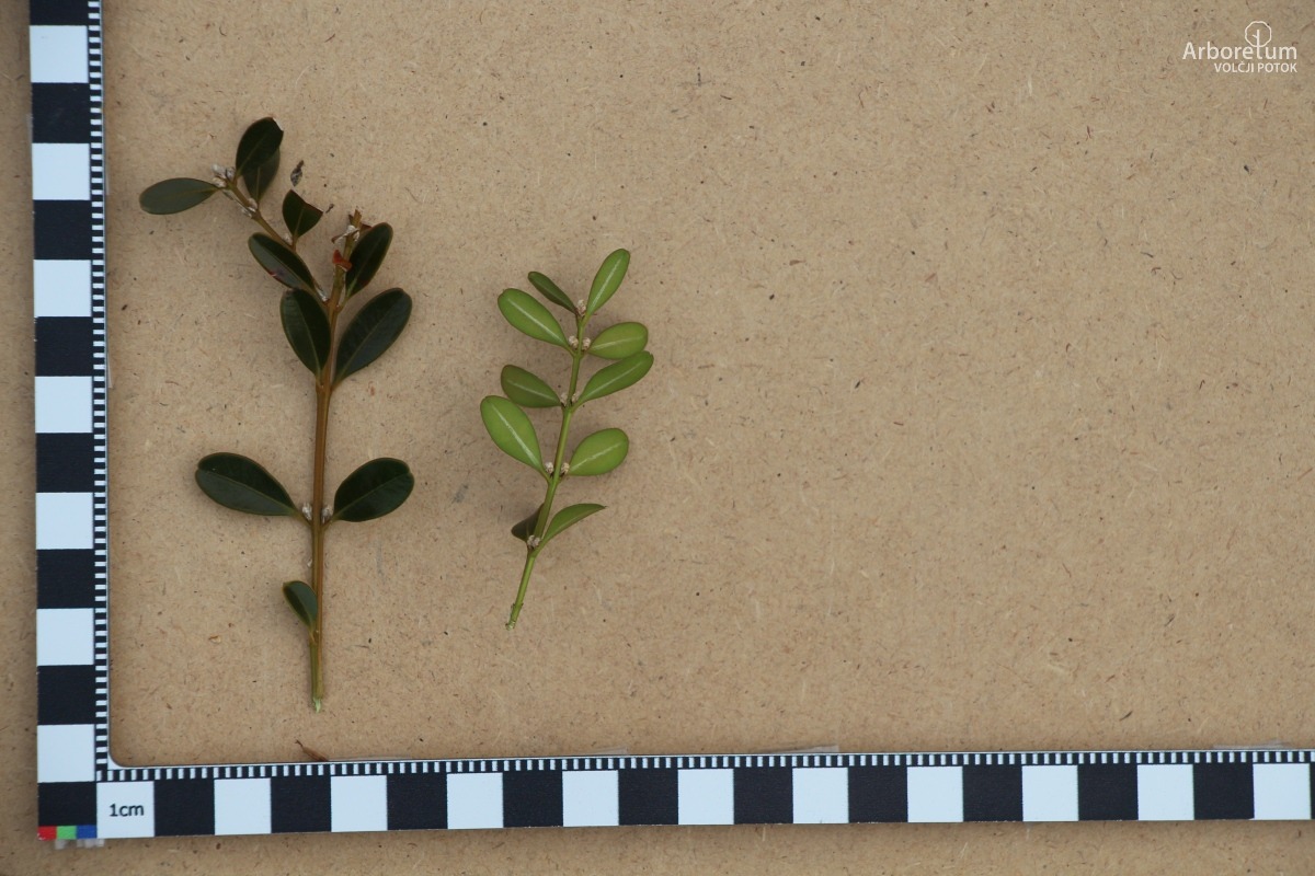 A-8-150_Buxus ‘BetterBuxus Babylon Beauty’_l5