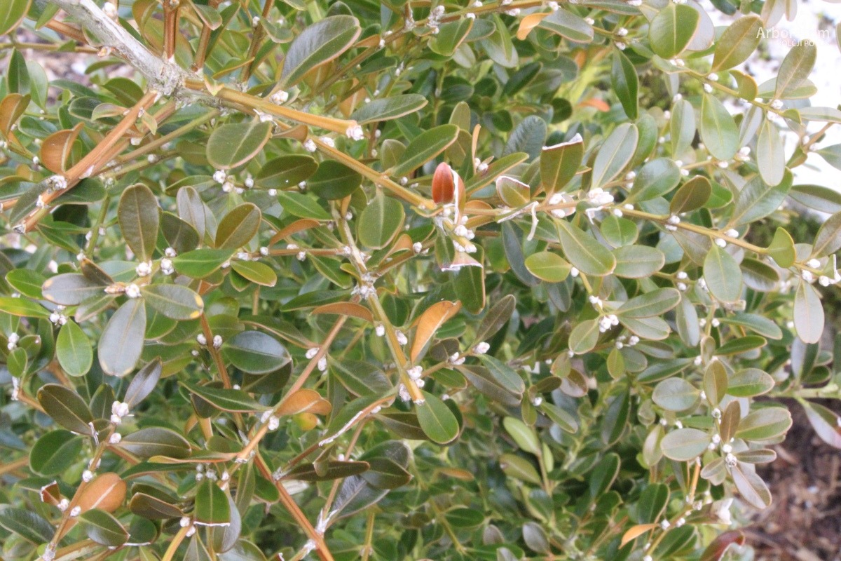 A-8-150_Buxus ‘BetterBuxus Babylon Beauty’_v