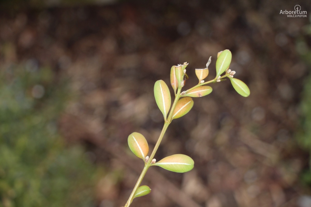 A-8-150_Buxus ‘BetterBuxus Babylon Beauty’_v8