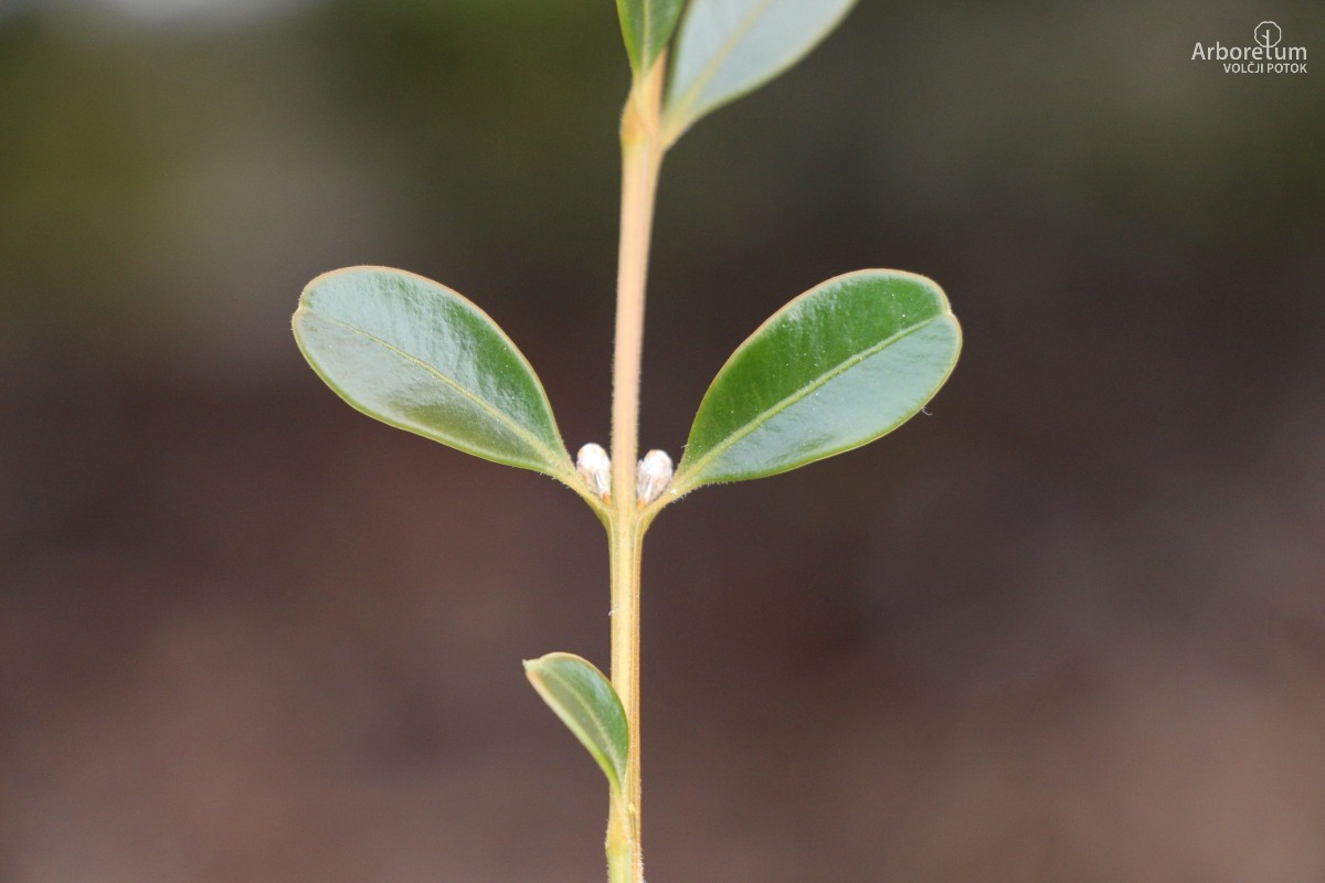 A-8-150_Buxus ‘BetterBuxus Babylon Beauty’_v9