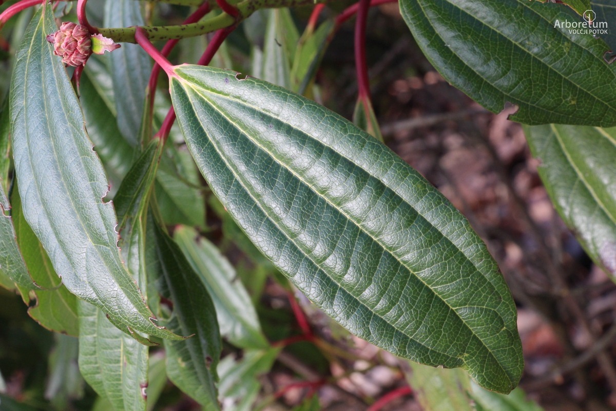 E-1-102_Viburnum davidii_l