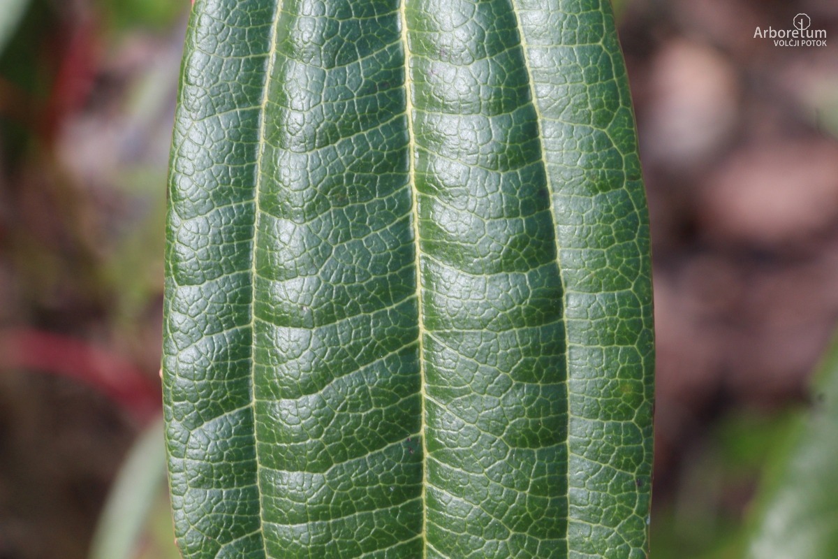 E-1-102_Viburnum davidii_l2