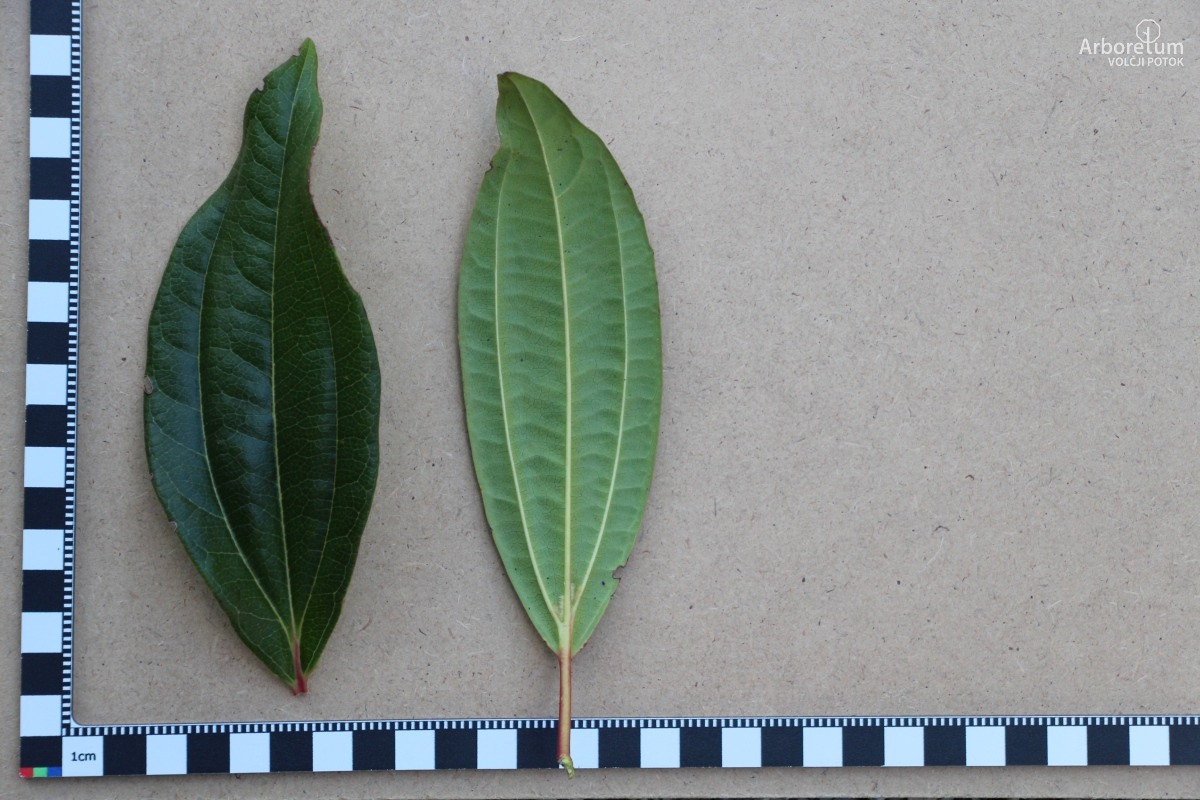 E-1-102_Viburnum davidii_l5