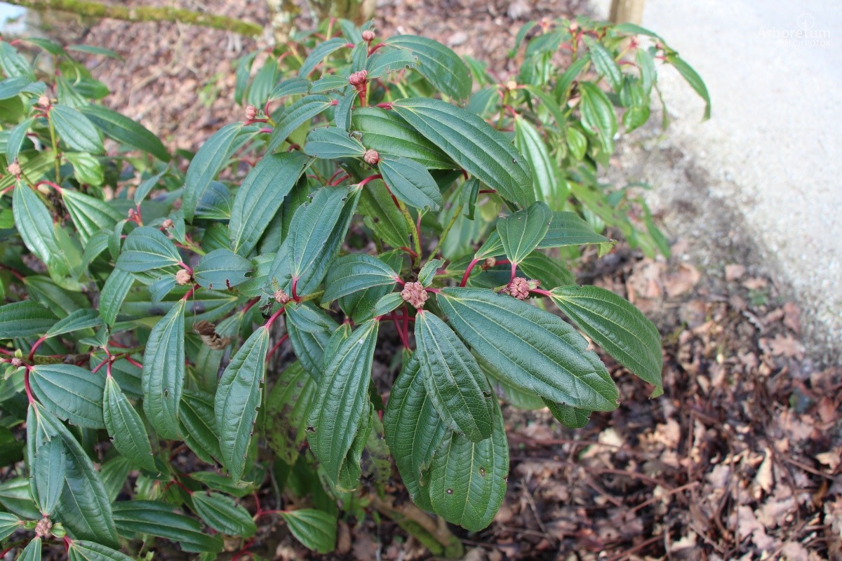 E-1-102_Viburnum davidii_v