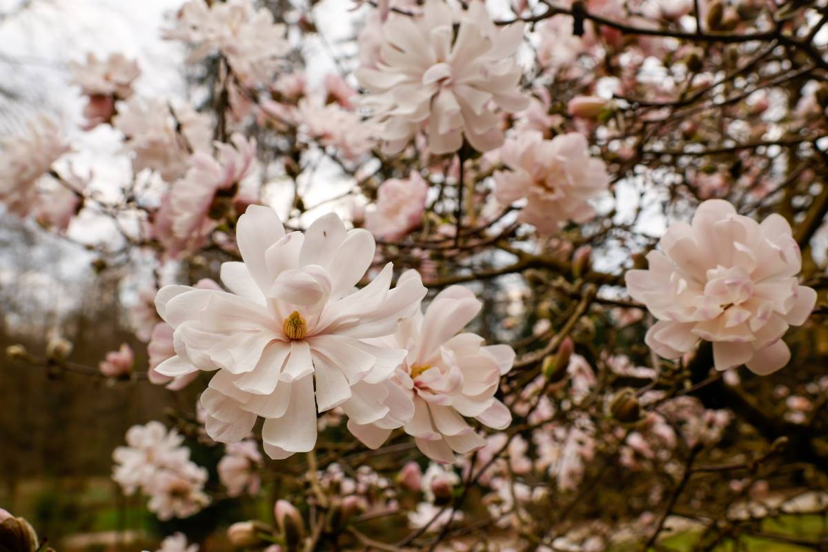Nežno beli cvetovi magnolije Fotografija prikazuje rožnate cvetove magnolije v polnem razcvetu. Glavni cvetovi so izostreni v ospredju, medtem ko zamegljeno ozadje z dodatnimi cvetovi in drevesi ustvarja mehko, pomladno vzdušje.