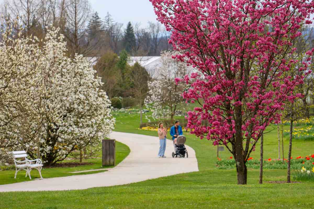 Češnja in magnolija ob pomladni poti