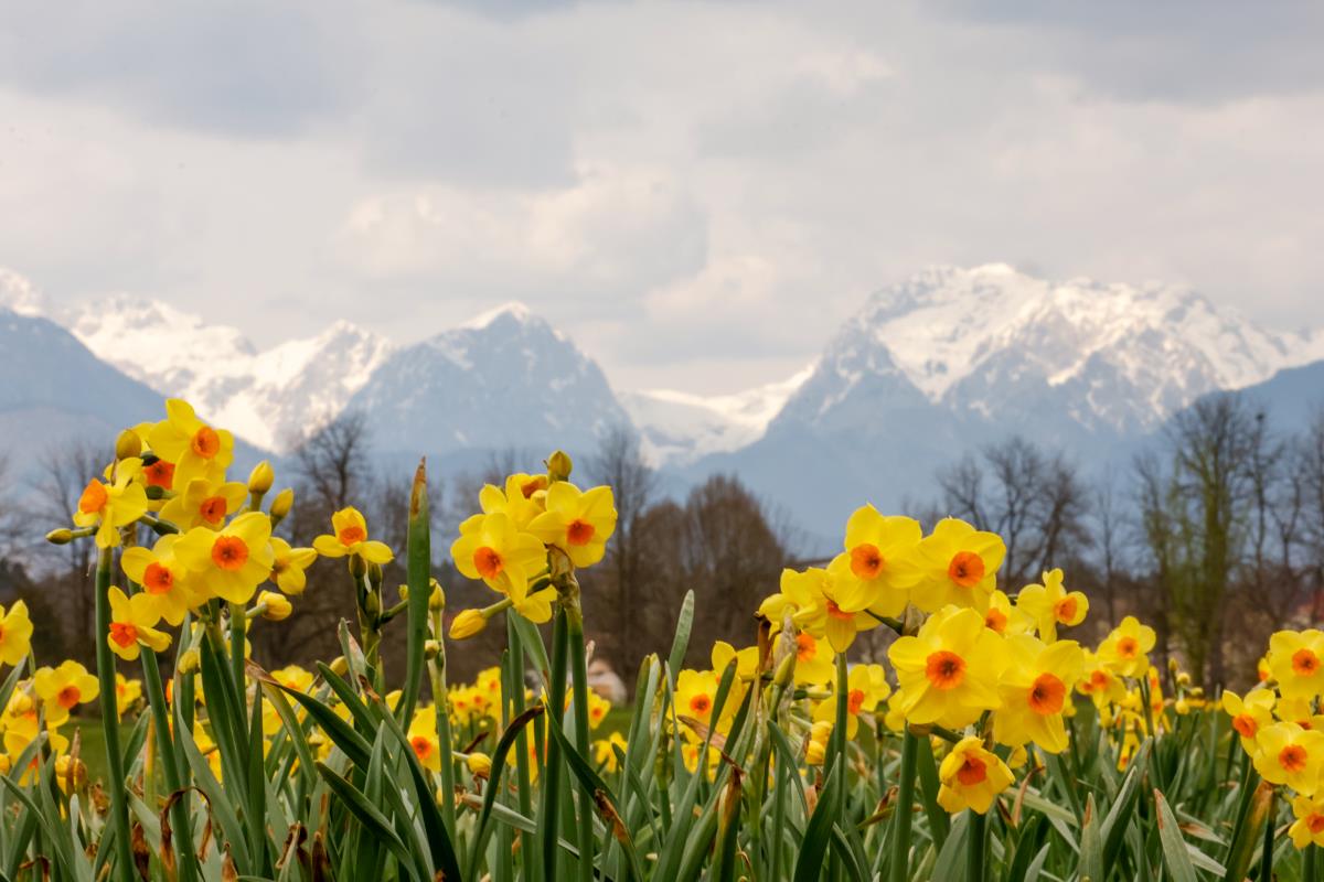 Pomladne narcise in zasneženi vrhovi Cvetoče narcise in pogled proti zasneženim Kamniško Savinjskim Alpam v Arboretumu Volčji Potok ustvarjajo svež, svetel in nepozaben pomladni prizor.