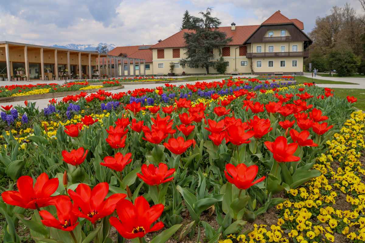 Pred pristavo v Arboretumu Volčji Potok tulipani in druge sezonske cvetlice oblikujejo razkošen pomladni prizor z lepim pogledom na park in okoliške vrhove.