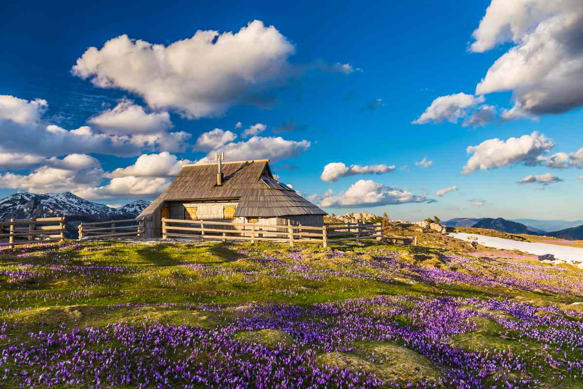 Shepherd’s Hut on Velika Planina_Ana Pogačar Traditional shepherd’s hut on Velika Planina surrounded by purple crocuses, with mountains and a bright blue sky filled with white clouds.