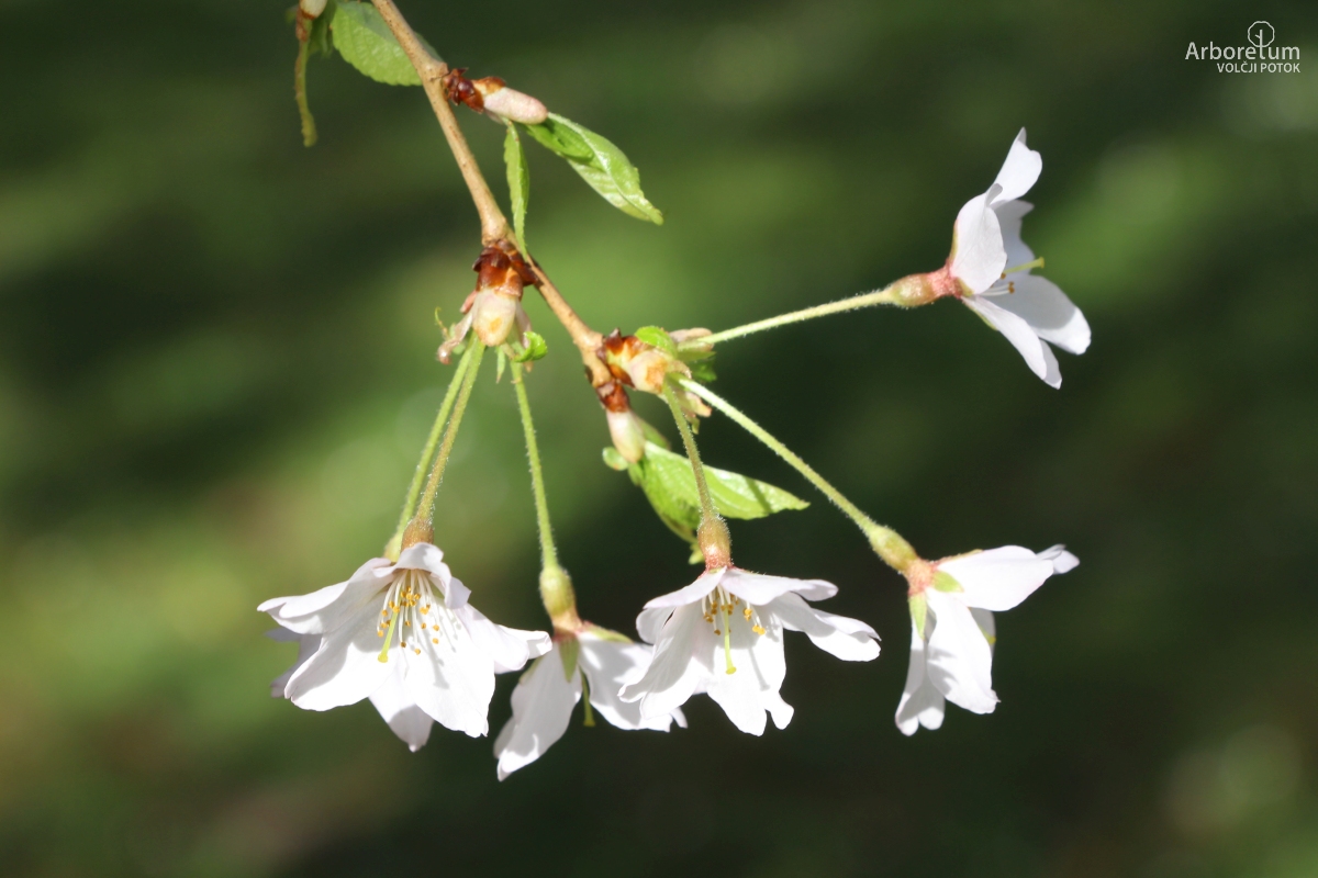 A-3-42_Prunus × subhirtella ‘Pendula Rosea’_c14