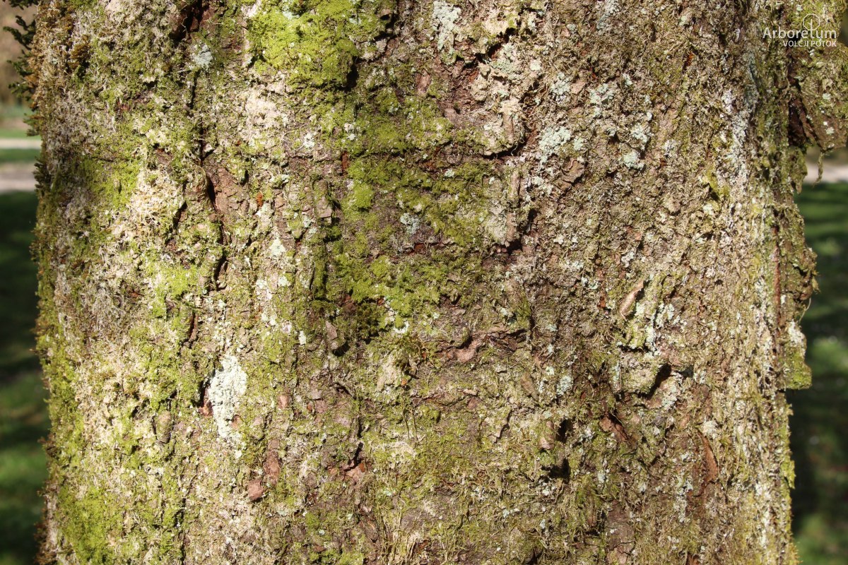 A-3-42_Prunus × subhirtella ‘Pendula Rosea’_c15