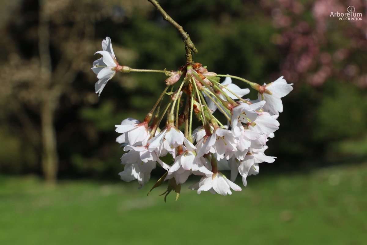 A-3-42_Prunus × subhirtella ‘Pendula Rosea’_c8