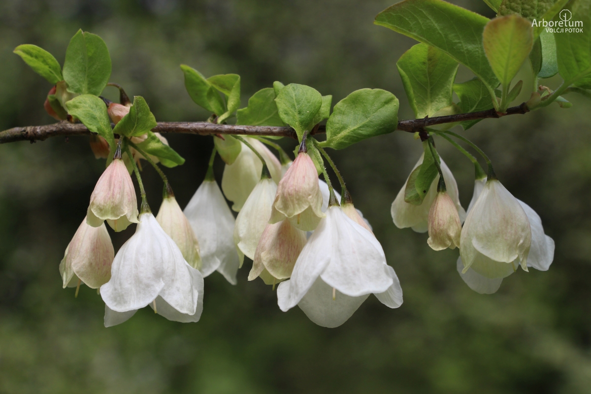 A-5-98_Halesia carolina ‘Pink Arnold’_c15_april