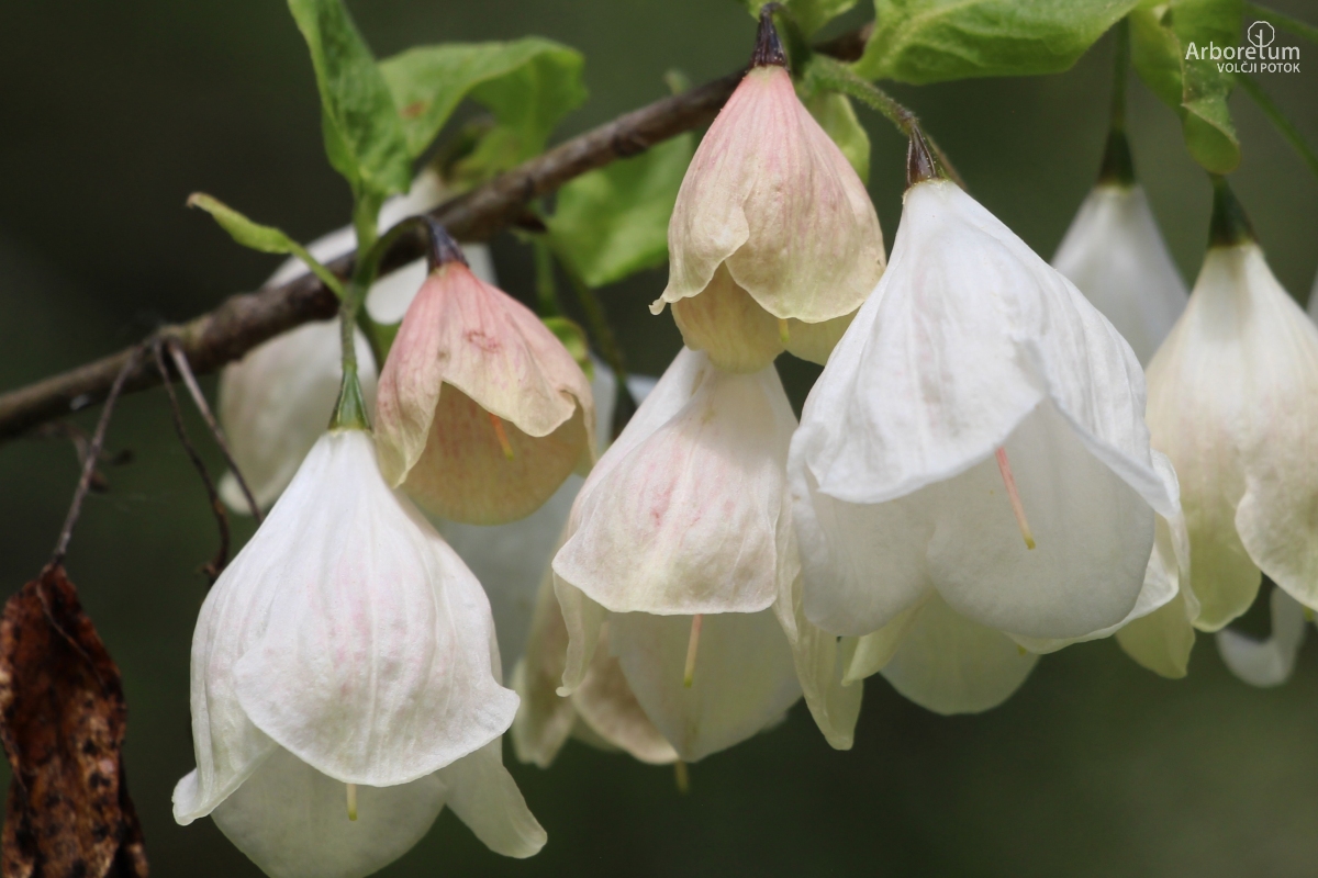 A-5-98_Halesia carolina ‘Pink Arnold’_c16_april