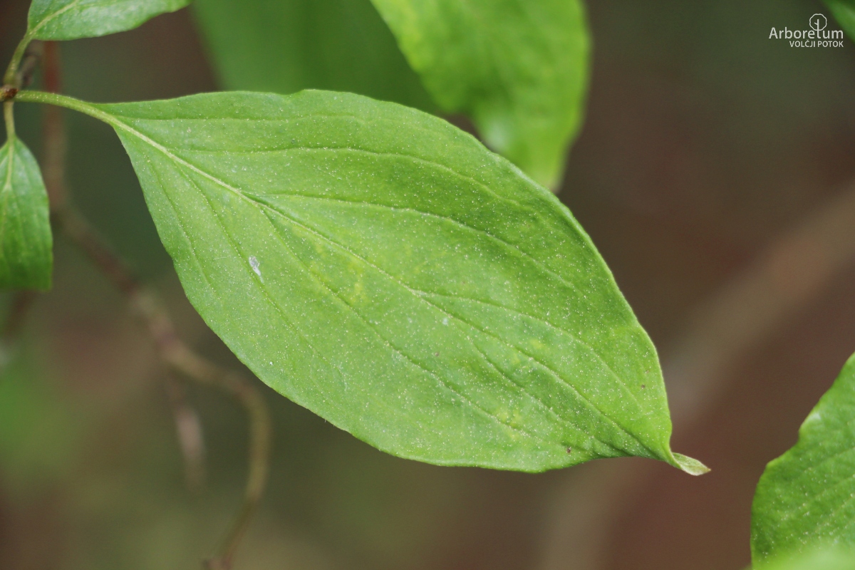 A-6-29_Cornus sanguinea_l6_april