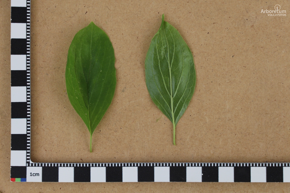 A-6-29_Cornus sanguinea_l7_april