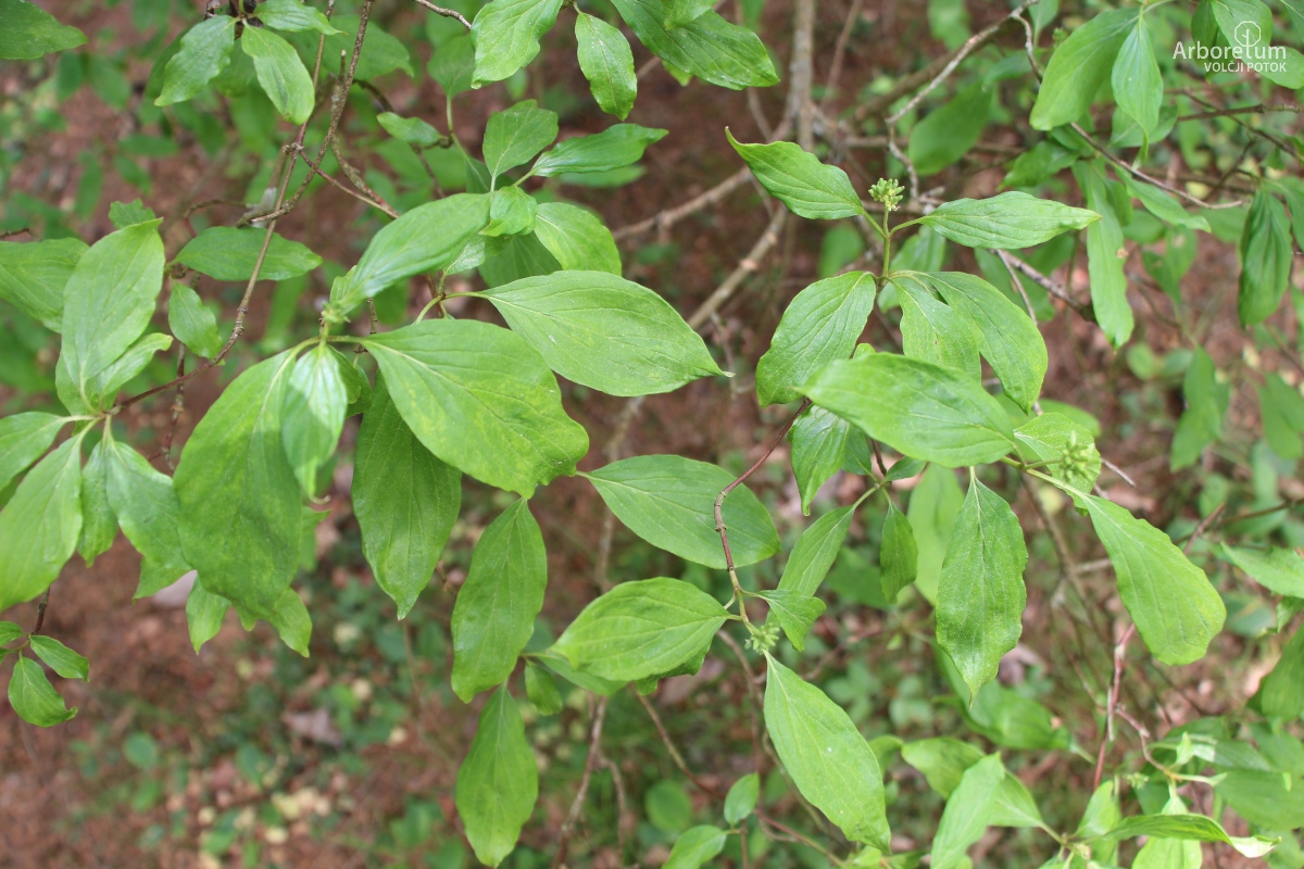 A-6-29_Cornus sanguinea_v6_april