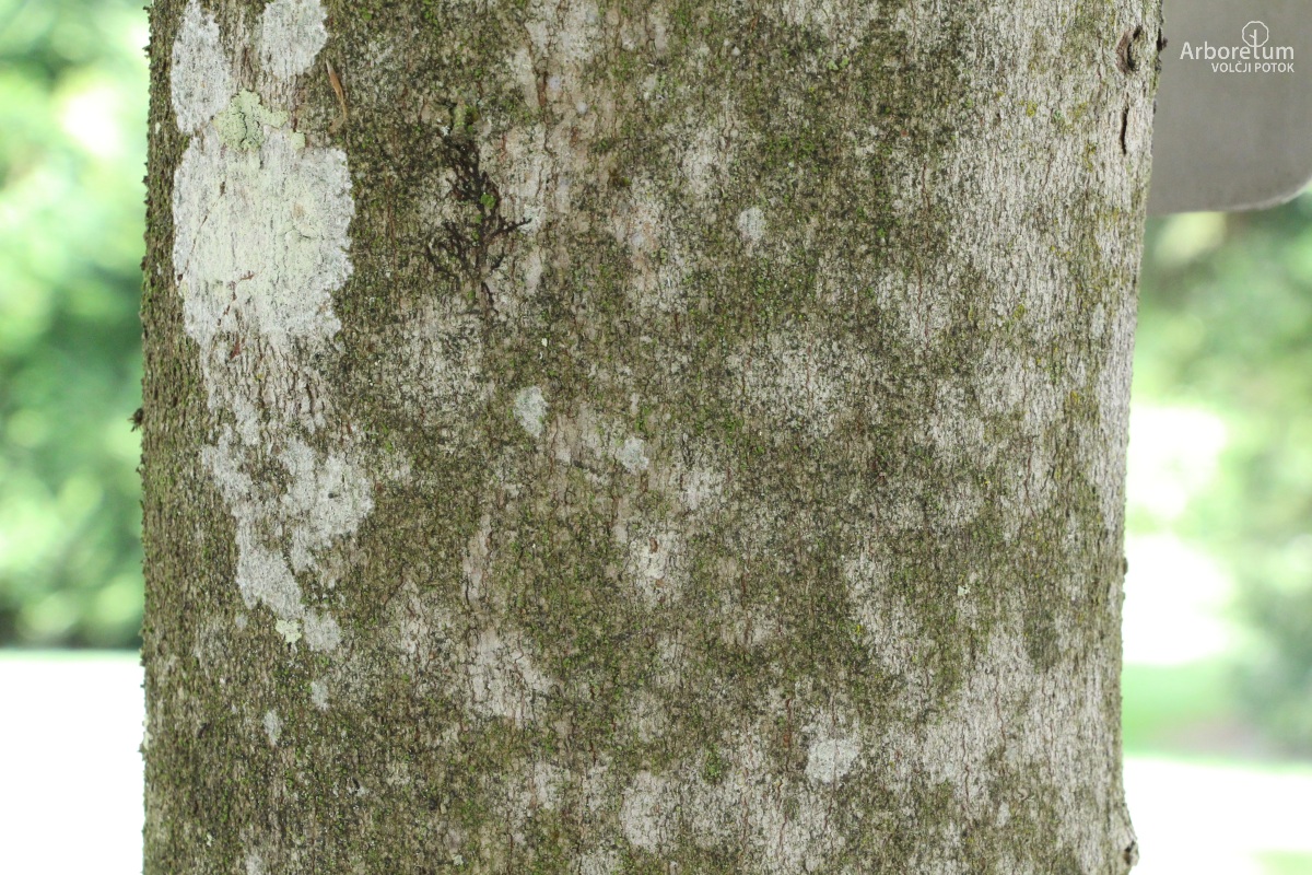 A-6-54_Acer maximowiczianum_d10_maj