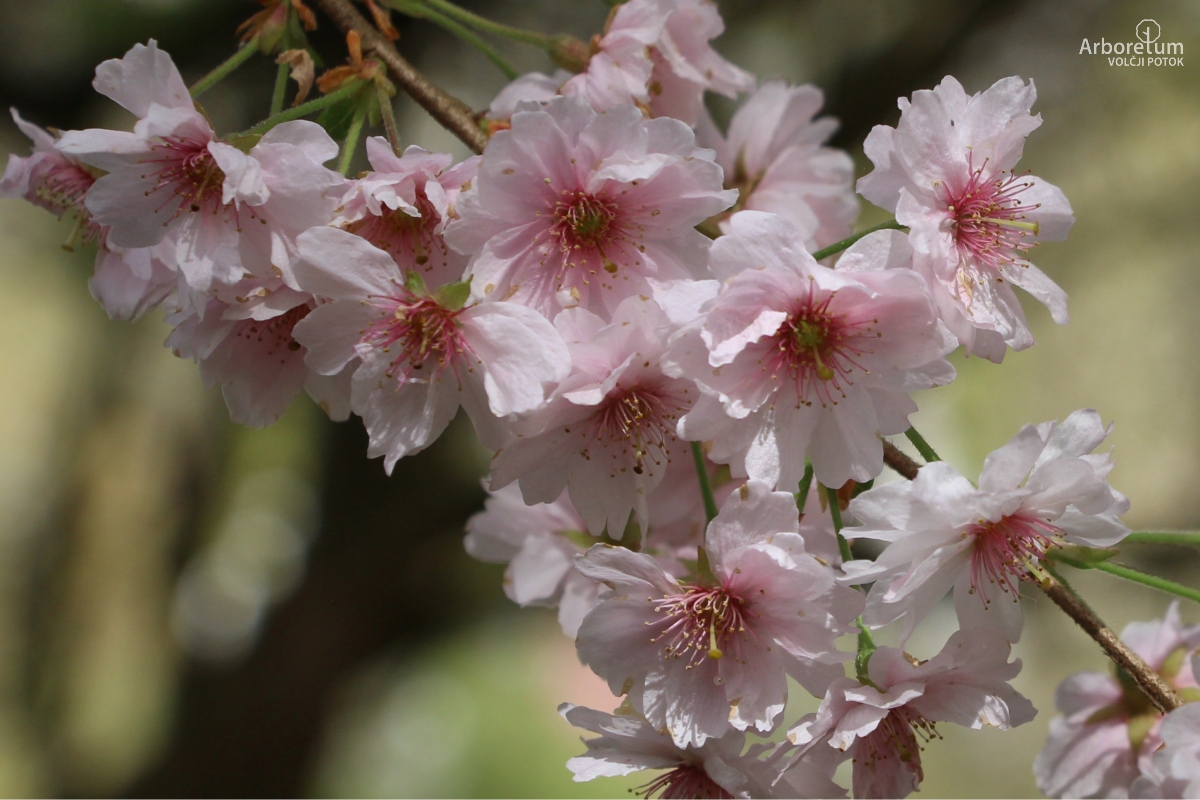 A-6-75_Prunus × subhirtella ‘Pendula Plena Rosea’_c5
