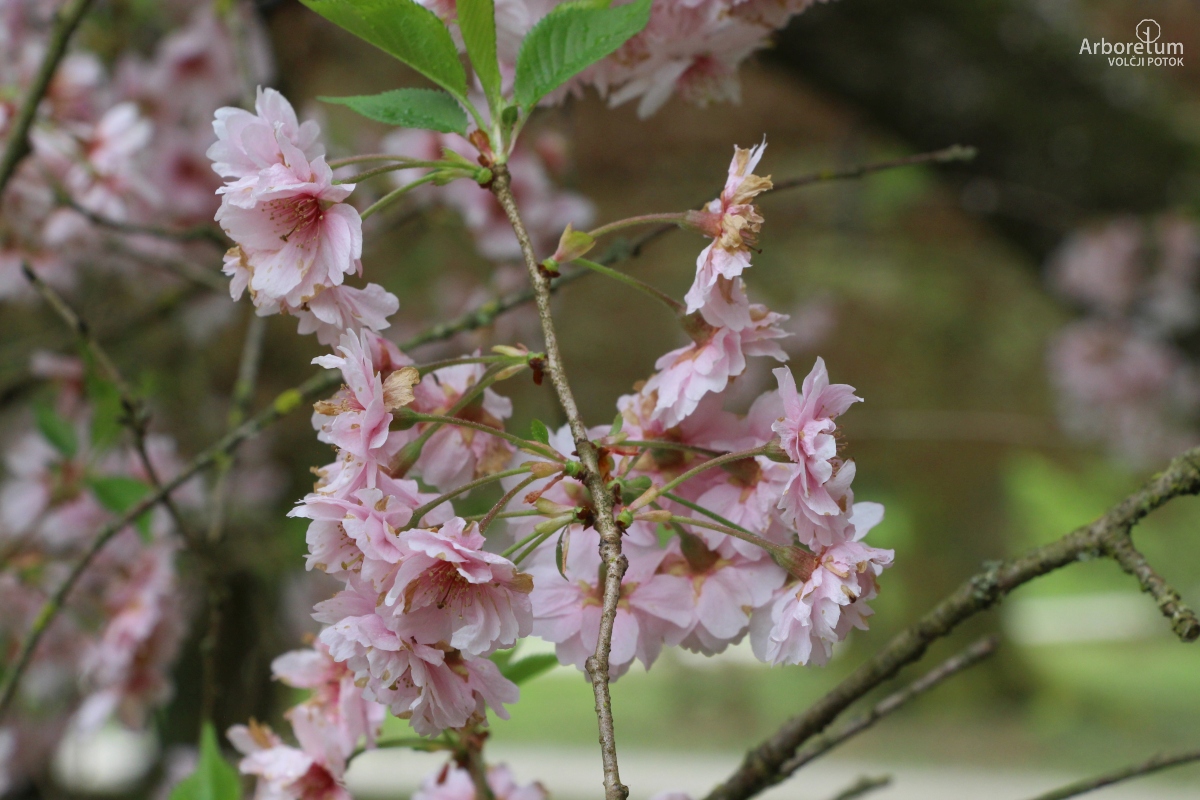 A-6-75_Prunus × subhirtella ‘Pendula Plena Rosea’_c7