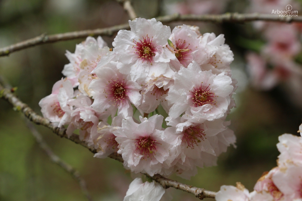 A-6-75_Prunus × subhirtella ‘Pendula Plena Rosea’_c8