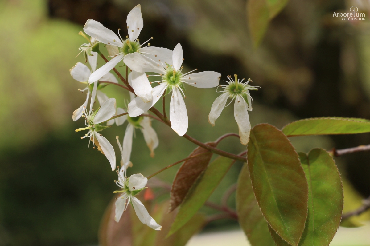 A-7-53_Amelanchier × lamarckii_c4