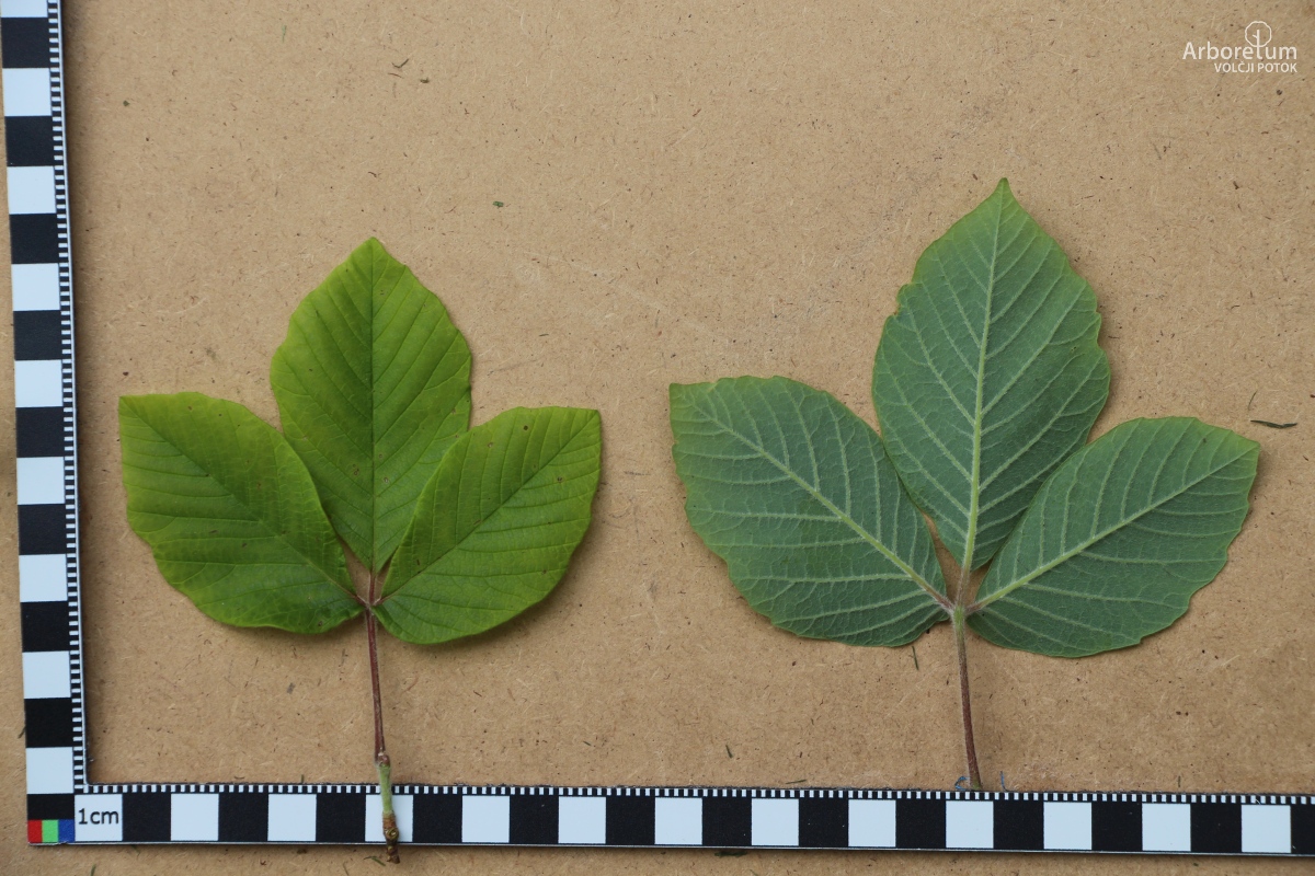 A-7-61_Acer maximowiczianum_l11_maj