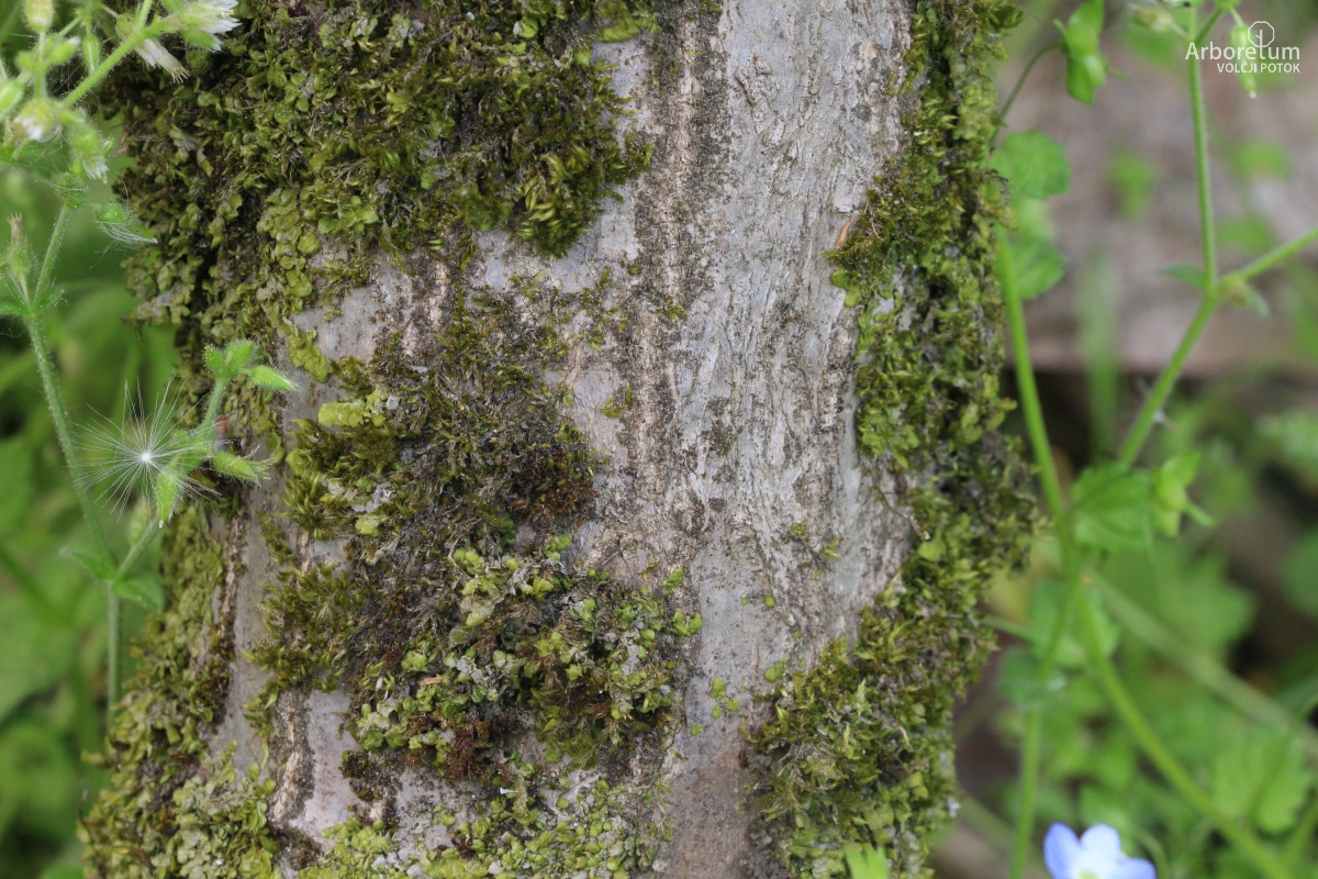 A-8-121_Acer palmatum ‘Ornatum’_d10_april