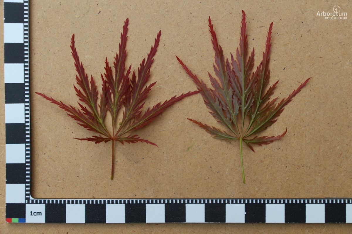 A-8-121_Acer palmatum ‘Ornatum’_l15_april