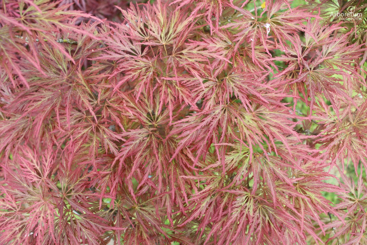 A-8-121_Acer palmatum ‘Ornatum’_v16_april