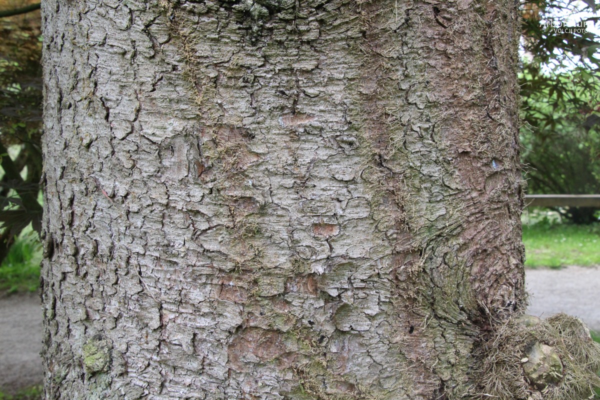 A-8-74_Picea abies ‘Viminalis’_d15_april