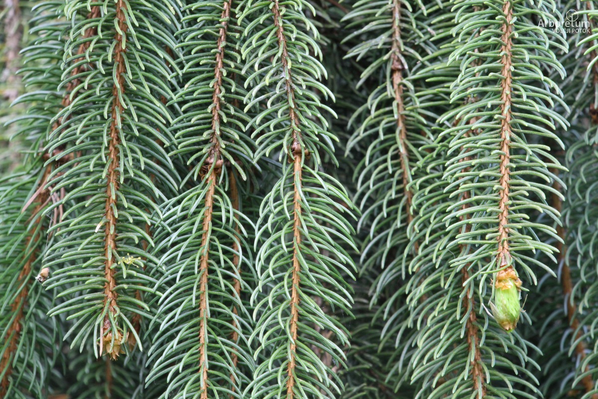 A-8-74_Picea abies ‘Viminalis’_v15_april