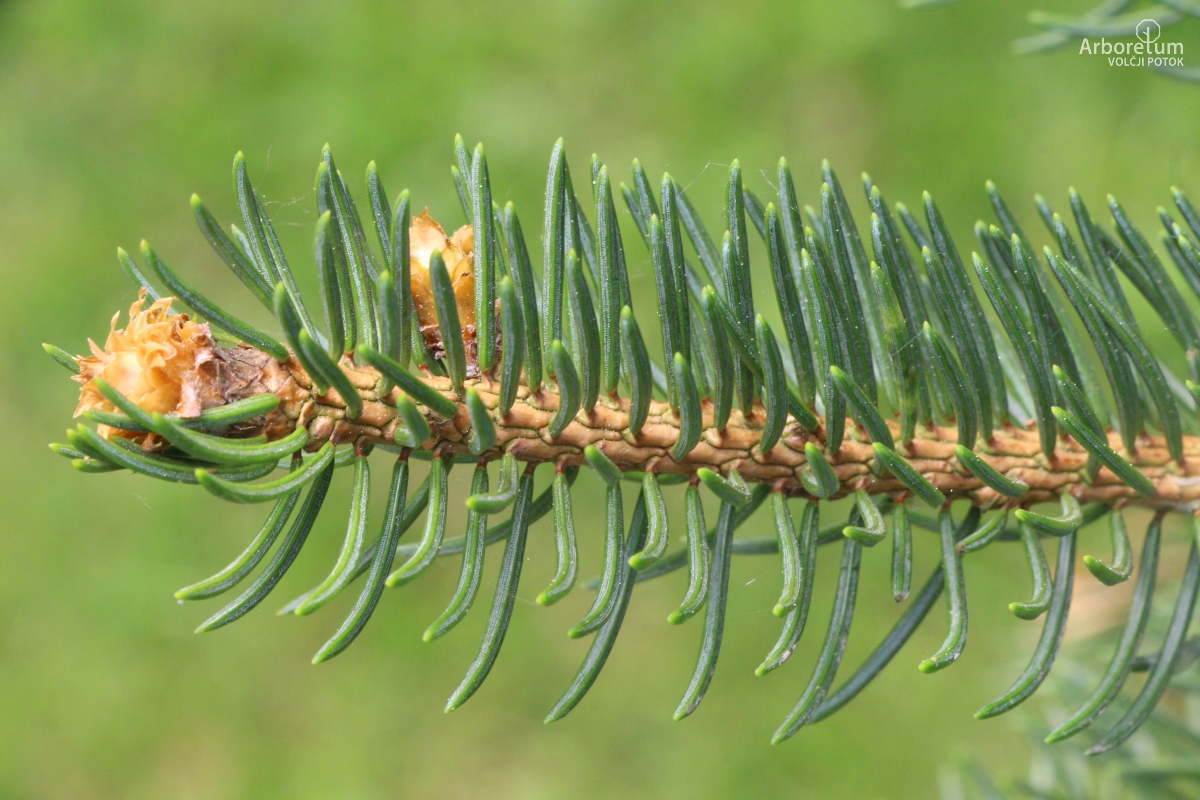A-8-74_Picea abies ‘Viminalis’_v16_april