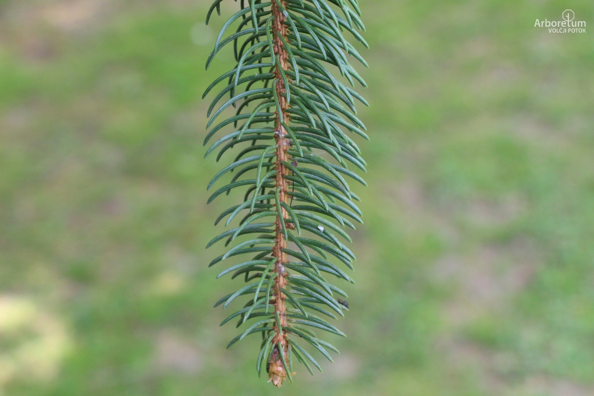 A-8-74_Picea abies ‘Viminalis’_v17_april