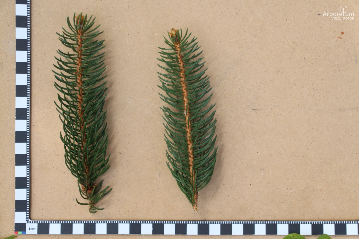 A-8-74_Picea abies ‘Viminalis’_v18_april